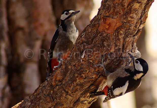 Great Spotted Woodpecker - photo Rubén Barone