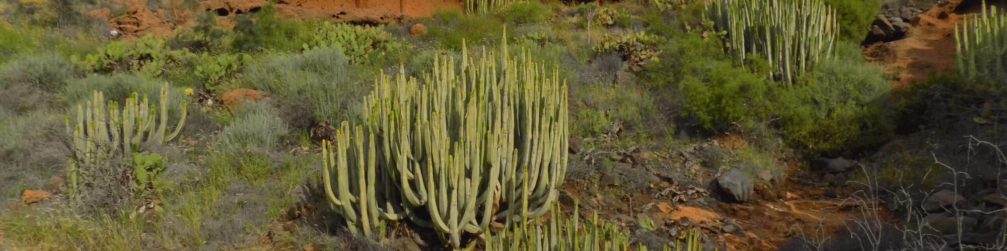Figure 12. Cactus and shrub community present in El Puertito. Sourced from Natalia Puche-Polo (2023).