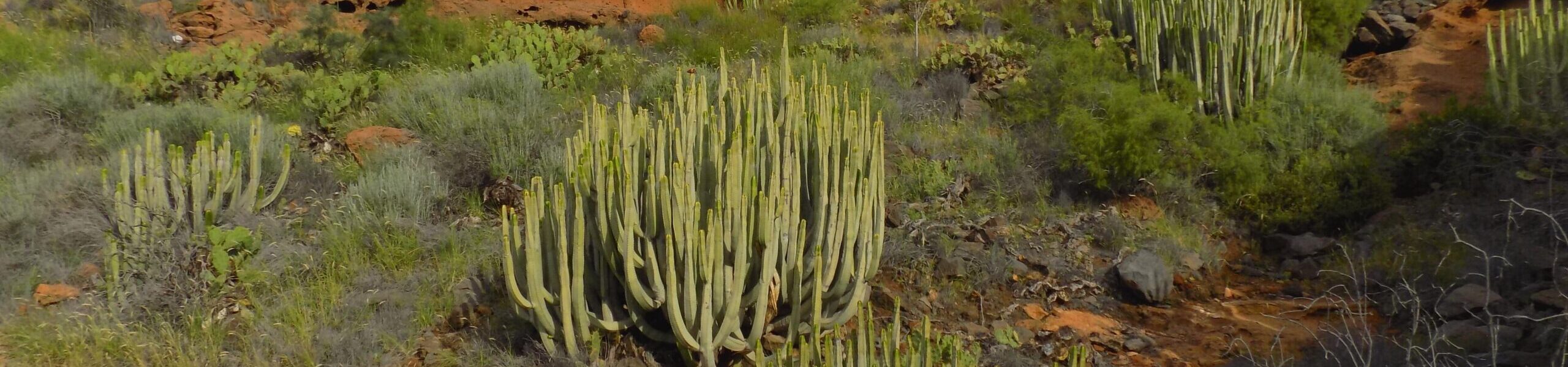 Figure 12. Cactus and shrub community present in El Puertito. Sourced from Natalia Puche-Polo (2023).