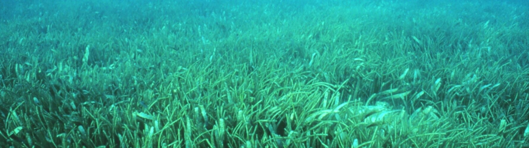 Figure 10. Seagrass. Sourced from NOAA Photo Library, Heather Dine (2010).