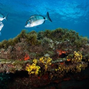 Beautiful,Silver,Fish,Swimming,Above,Reef,In,Canary,Islands