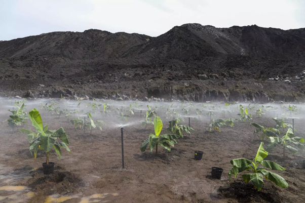 banana crop on 2021 lava
